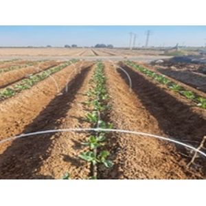Varilla de fibra para tunelillos de sandía / melón Greenplas