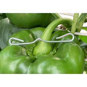 Pinzas de alambre para pimiento y berenjena