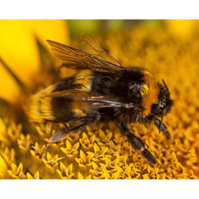 Bombus-Terrestris_©BiolineAgrosciences--11-