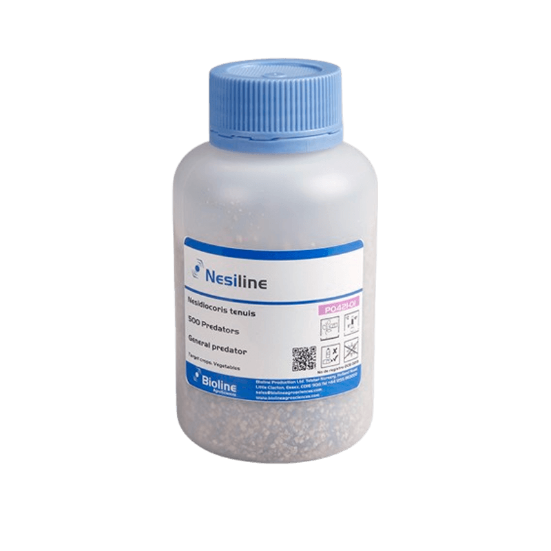 70-_Nesiline_98509-23-removebg-preview.png
