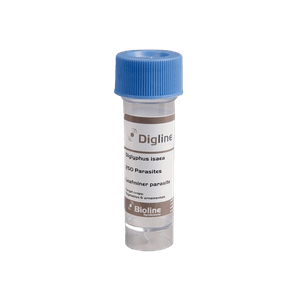 Digline Diglyphus isaea Control de Minadores de Hojas