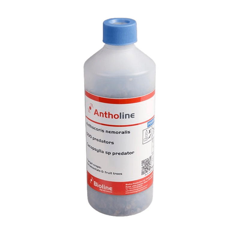 62-_Antholine_98509-36-removebg-preview.png